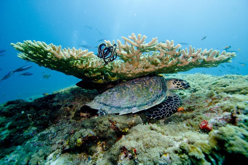Maldives